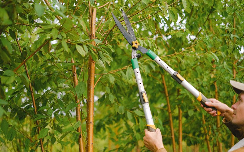 Tree trimming in Pettisville, OH